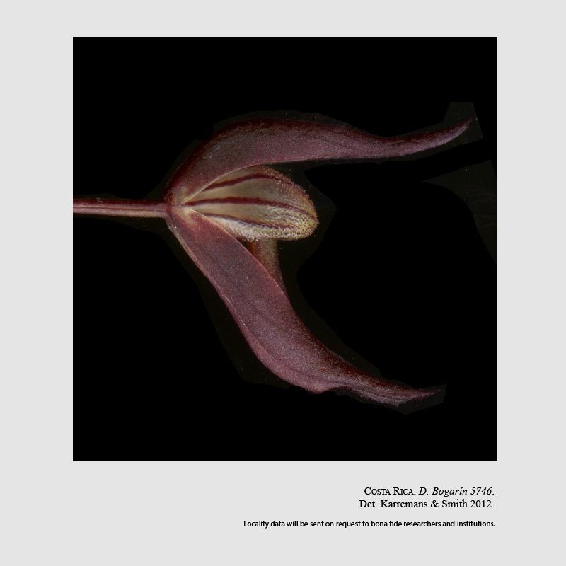 Dracontia hydra